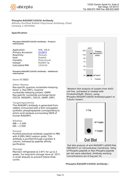 Phospho-RASGRF1(S929) Antibody Affinity Purified Rabbit Polyclonal Antibody (Pab) Catalog # Ap3496a