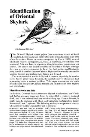 Identification of Oriental Skylark