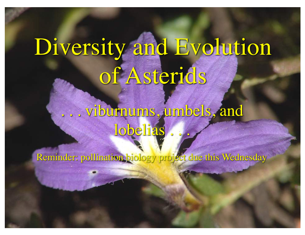 Diversity and Evolution of Asterids