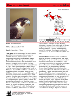 Falco Peregrinus Tunstall Peregrineperegrine Falcon,Falcon Page 1