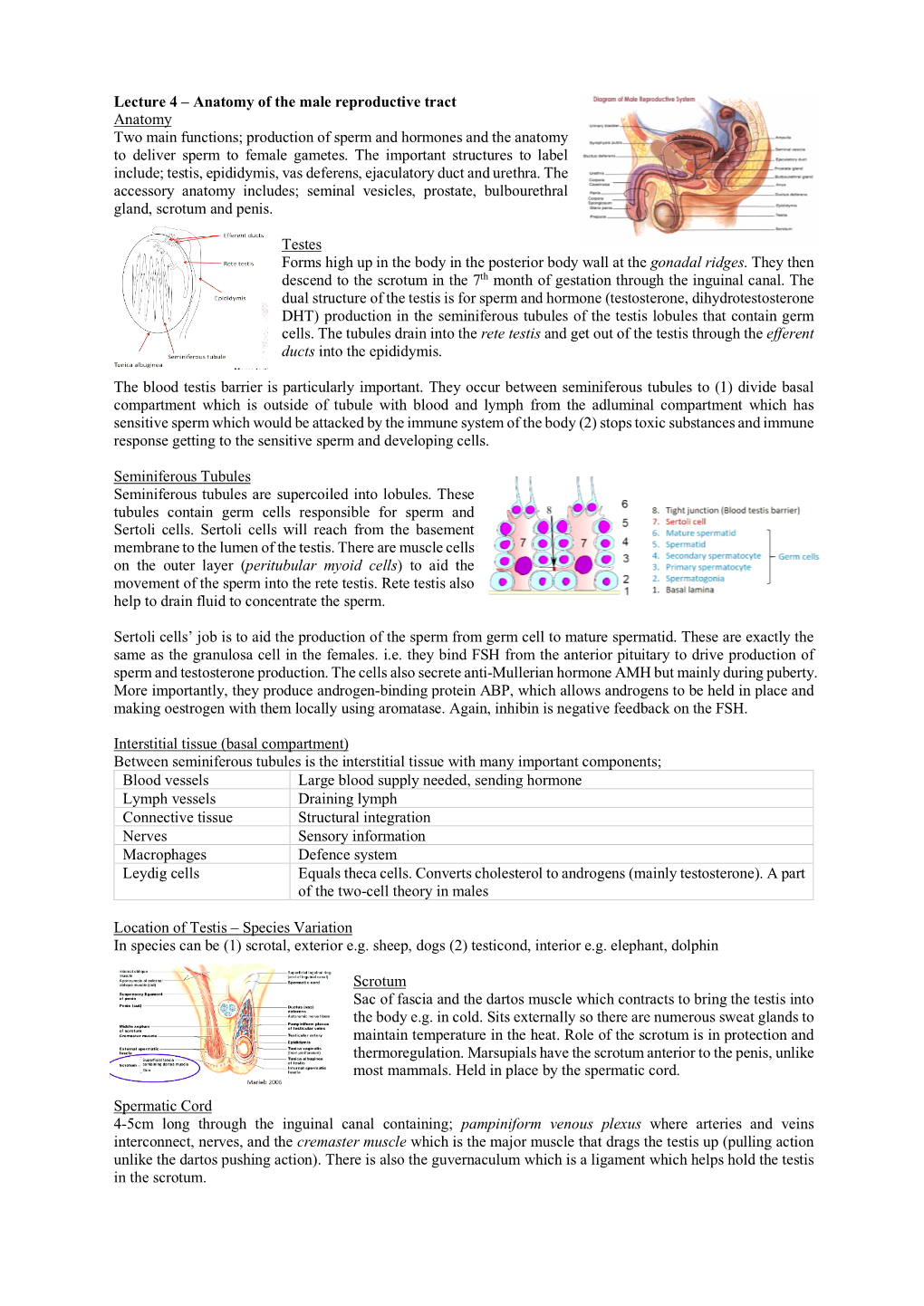 Production of Sperm and Hormones and the Anatomy to Deliver Sperm to Female Gametes