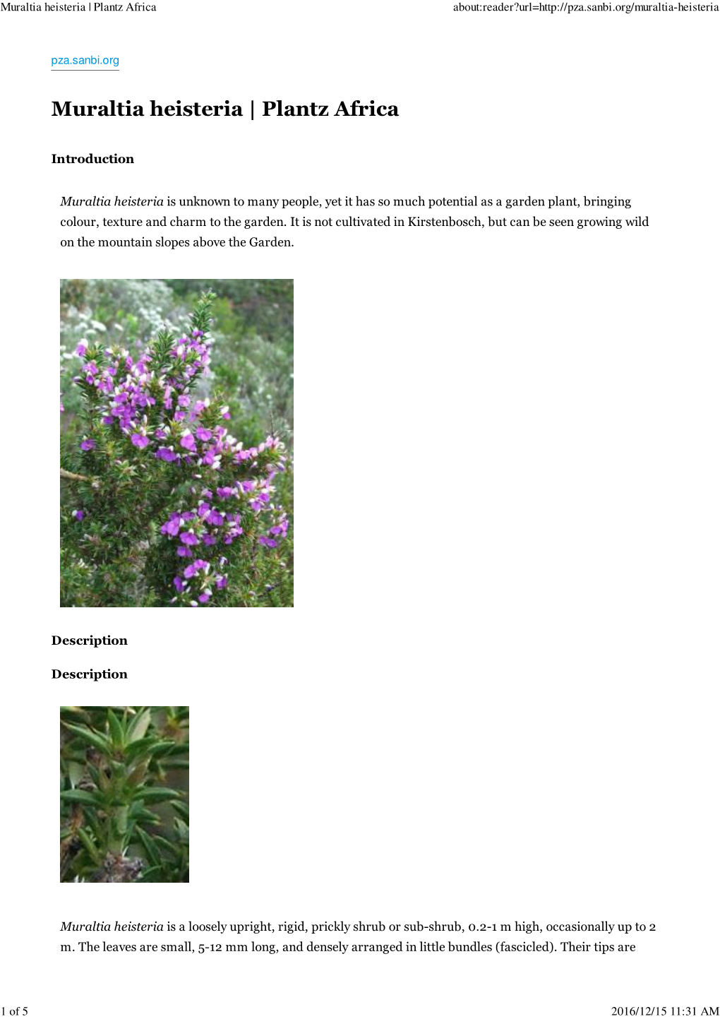 Muraltia Heisteria | Plantz Africa About:Reader?Url=