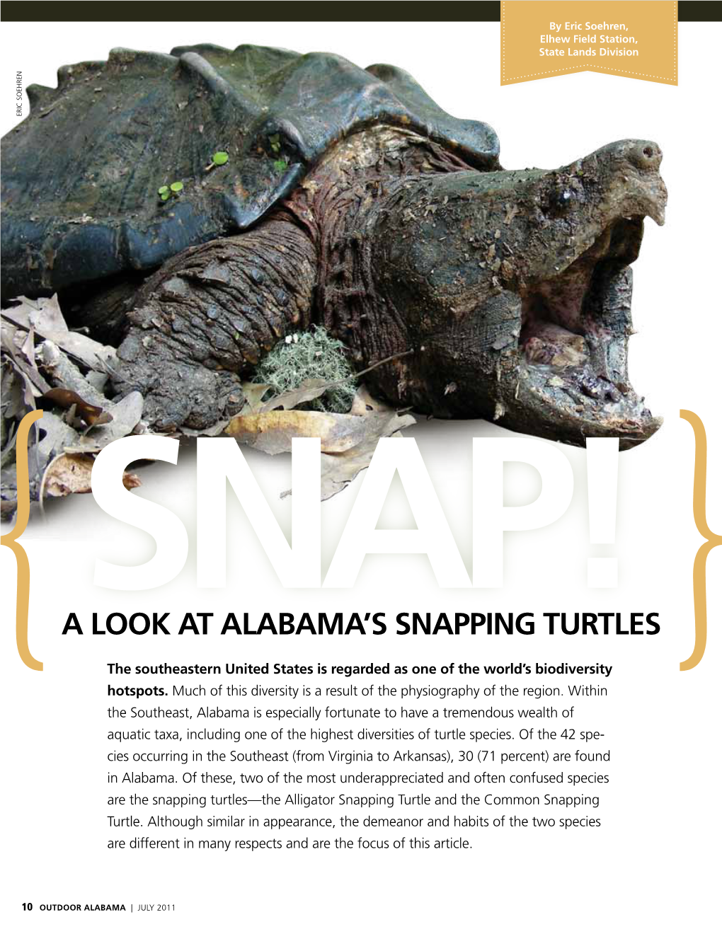 A Look at Alabama's SNAPPING Turtles