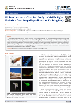 Bioluminescence: Chemical Study on Visible Light Emission from Fungal Mycelium and Fruiting Body