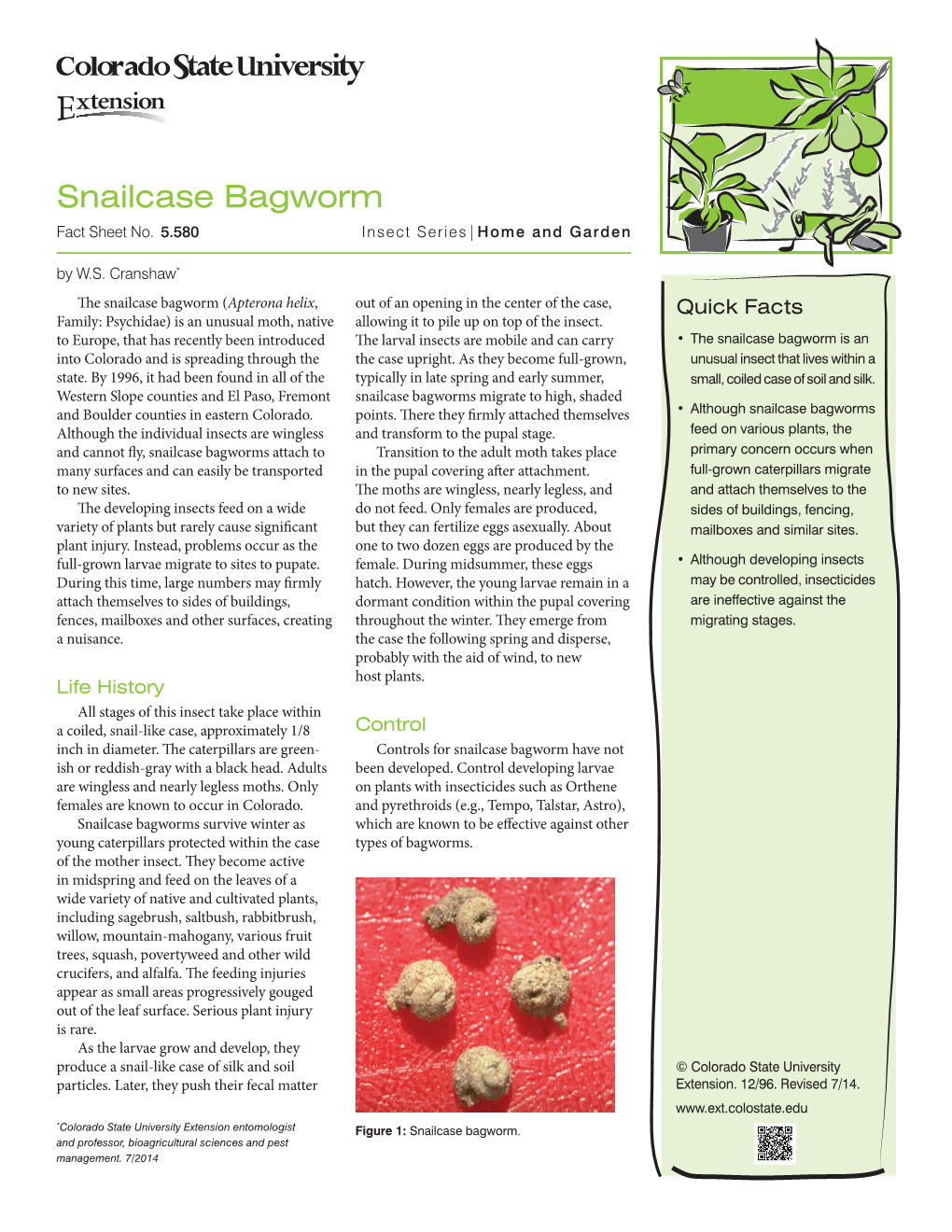 Snailcase Bagworm Fact Sheet No