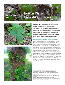 Poison Ivy Vs. Lookalike Species