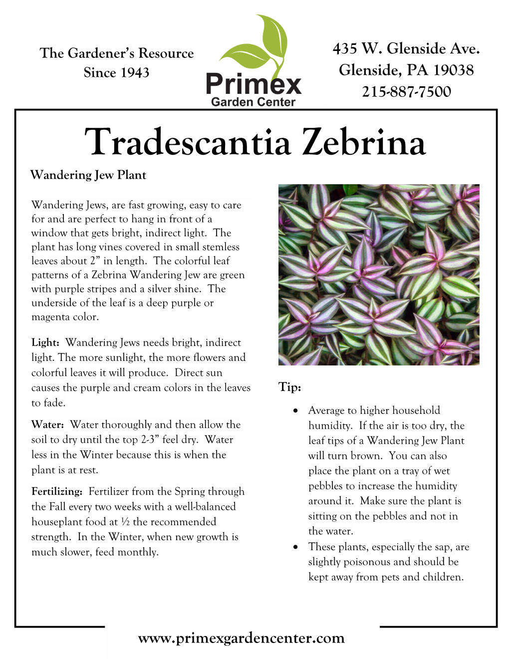 Tradescantia Zebrina Wandering Jew Plant