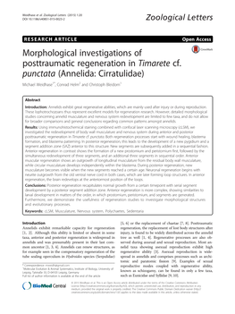 Morphological Investigations of Posttraumatic Regeneration in Timarete Cf