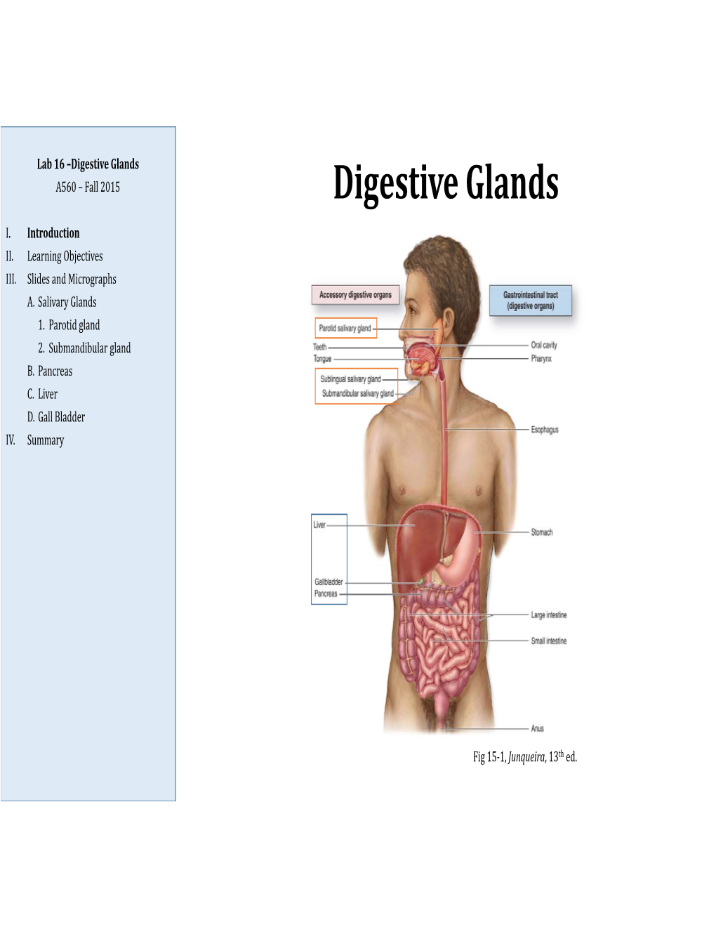 Digestive Glands A560 – Fall 2015 Digestive Glands
