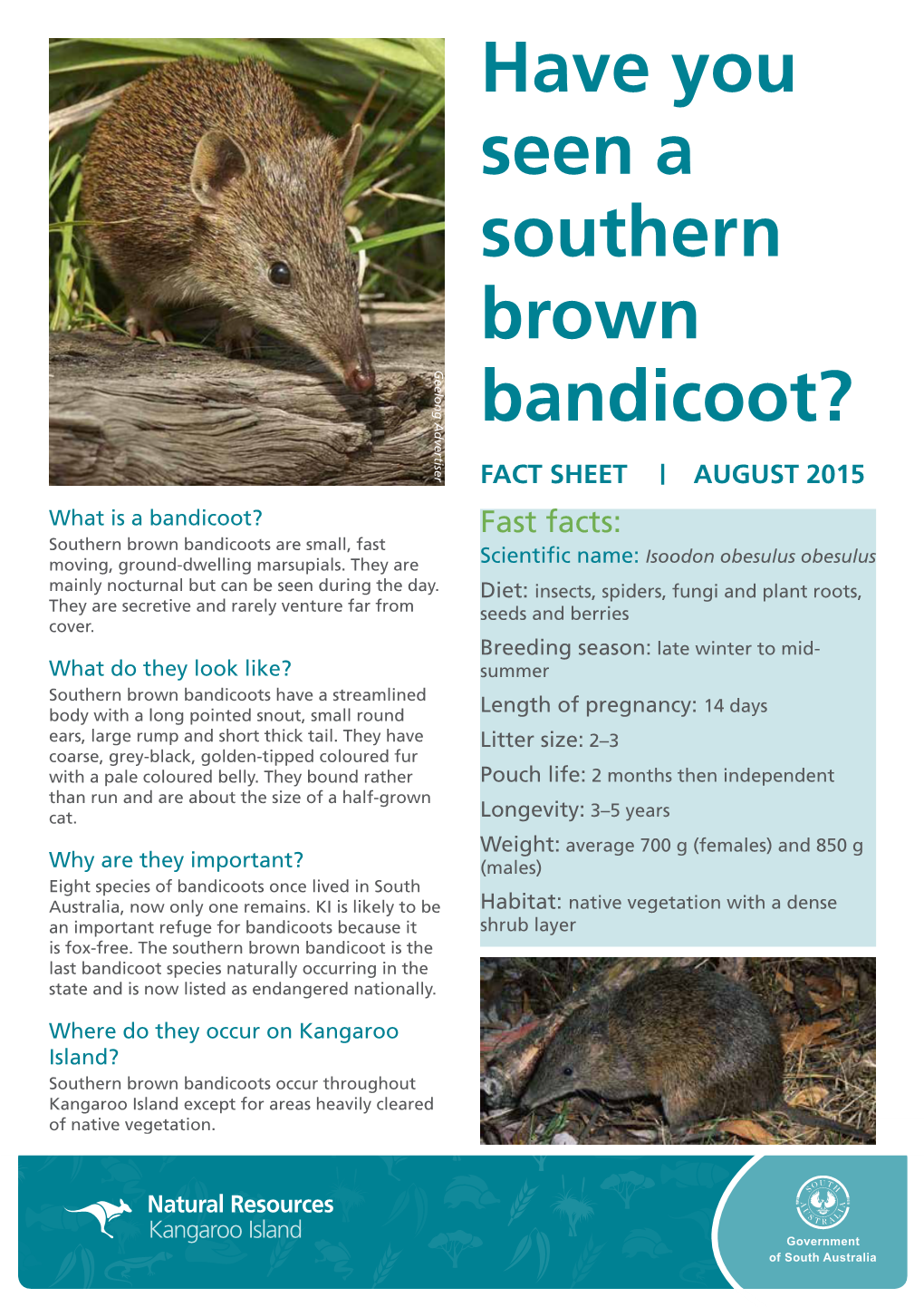 Southern Brown Bandicoot Fact Sheet