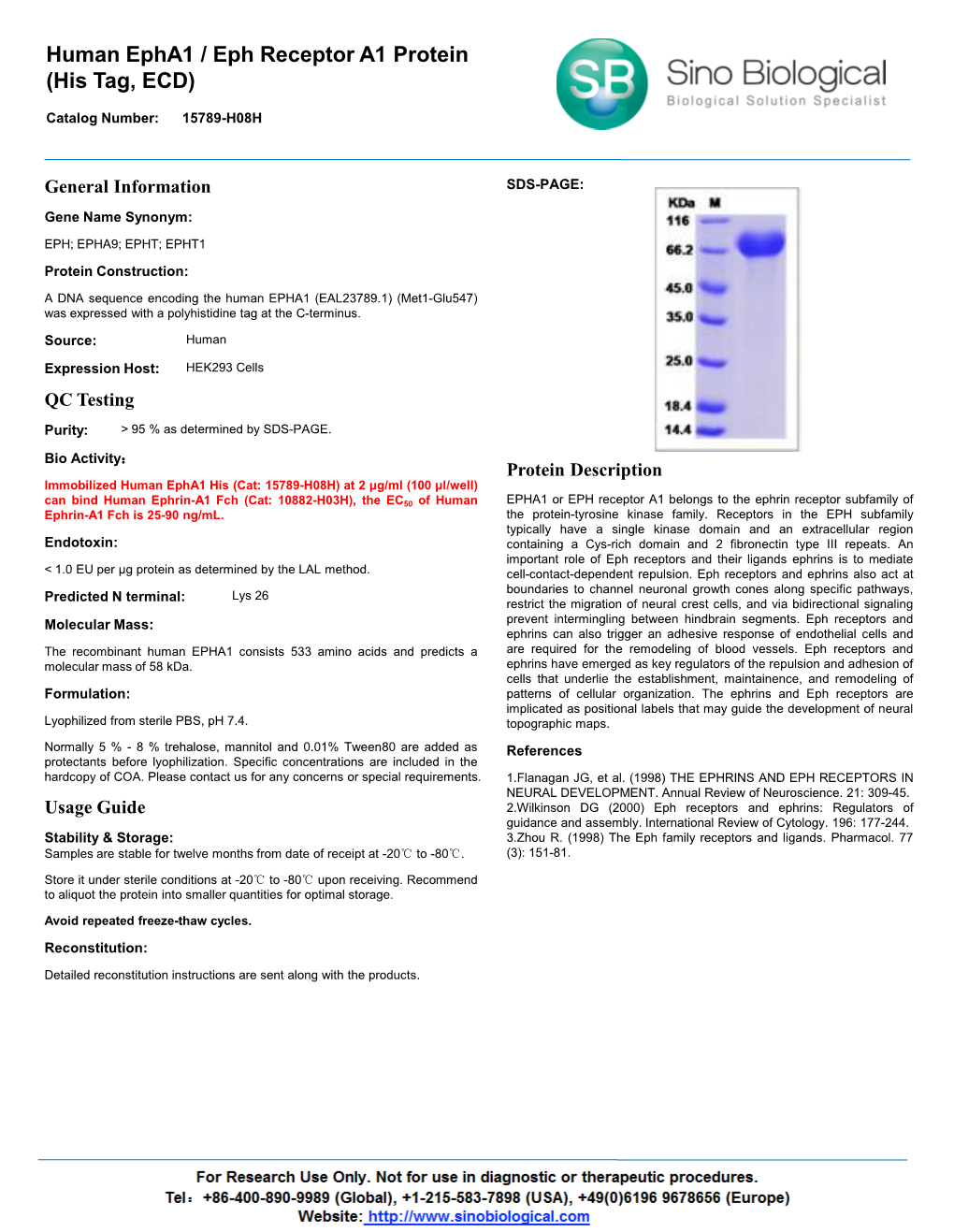 Human Epha1 / Eph Receptor A1 Protein (His Tag, ECD)