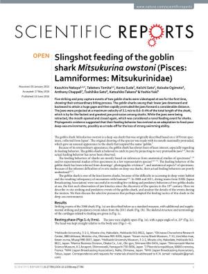Slingshot Feeding of the Goblin Shark Mitsukurina Owstoni