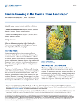 Banana Growing in the Florida Home Landscape1 Jonathan H