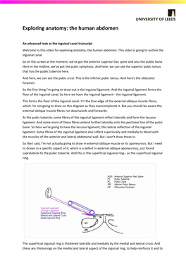 Exploring Anatomy: the Human Abdomen