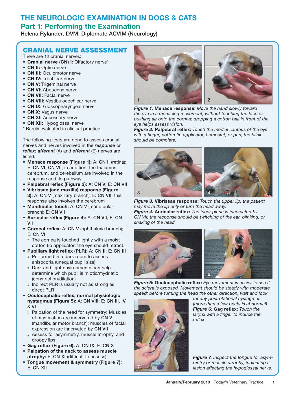 The Neurologic Examination in Dogs & Cats Part 1