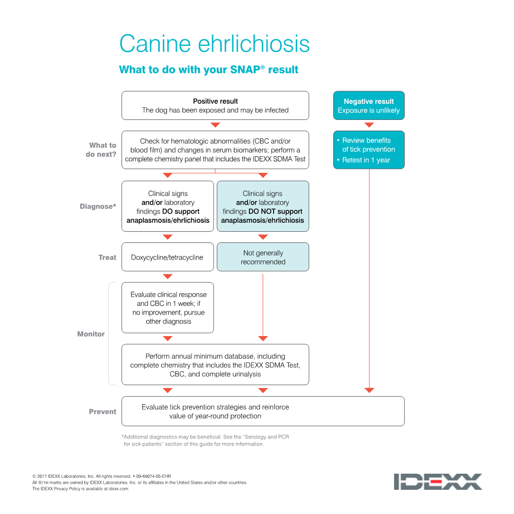 Canine Ehrlichiosis Lasmosis Canine Eh