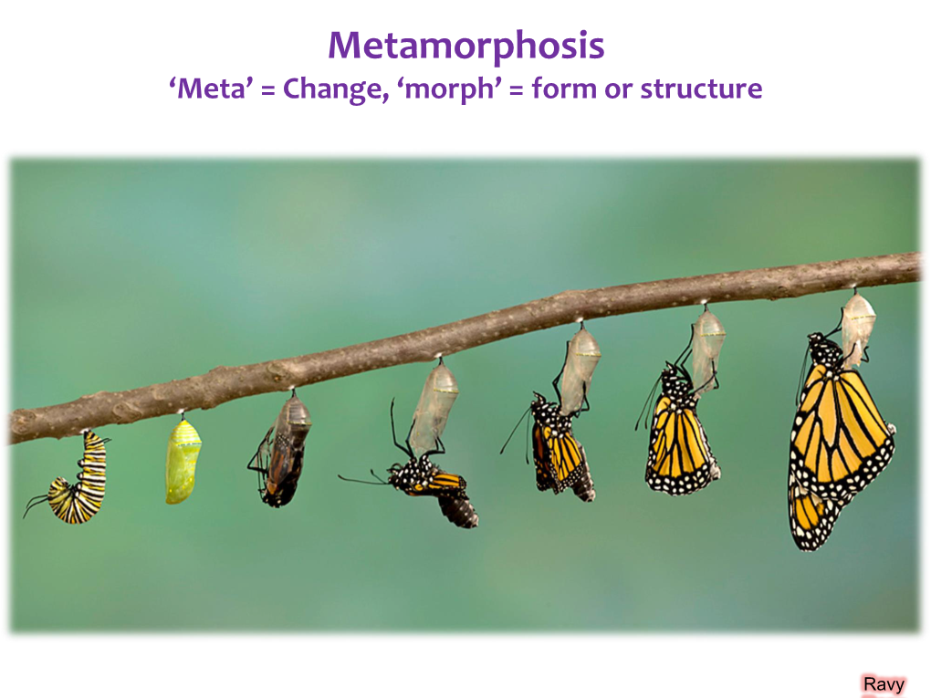 Metamorphosis and Diapauses in Insects, Types of Larvae and Pupae