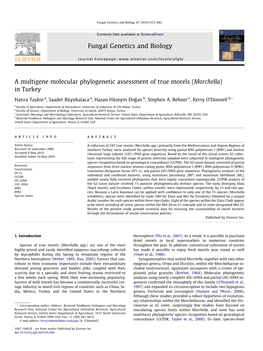 A Multigene Molecular Phylogenetic Assessment of True Morels (Morchella) in Turkey