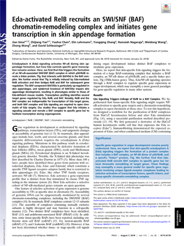 Eda-Activated Relb Recruits an SWI/SNF (BAF) Chromatin-Remodeling Complex and Initiates Gene Transcription in Skin Appendage Formation
