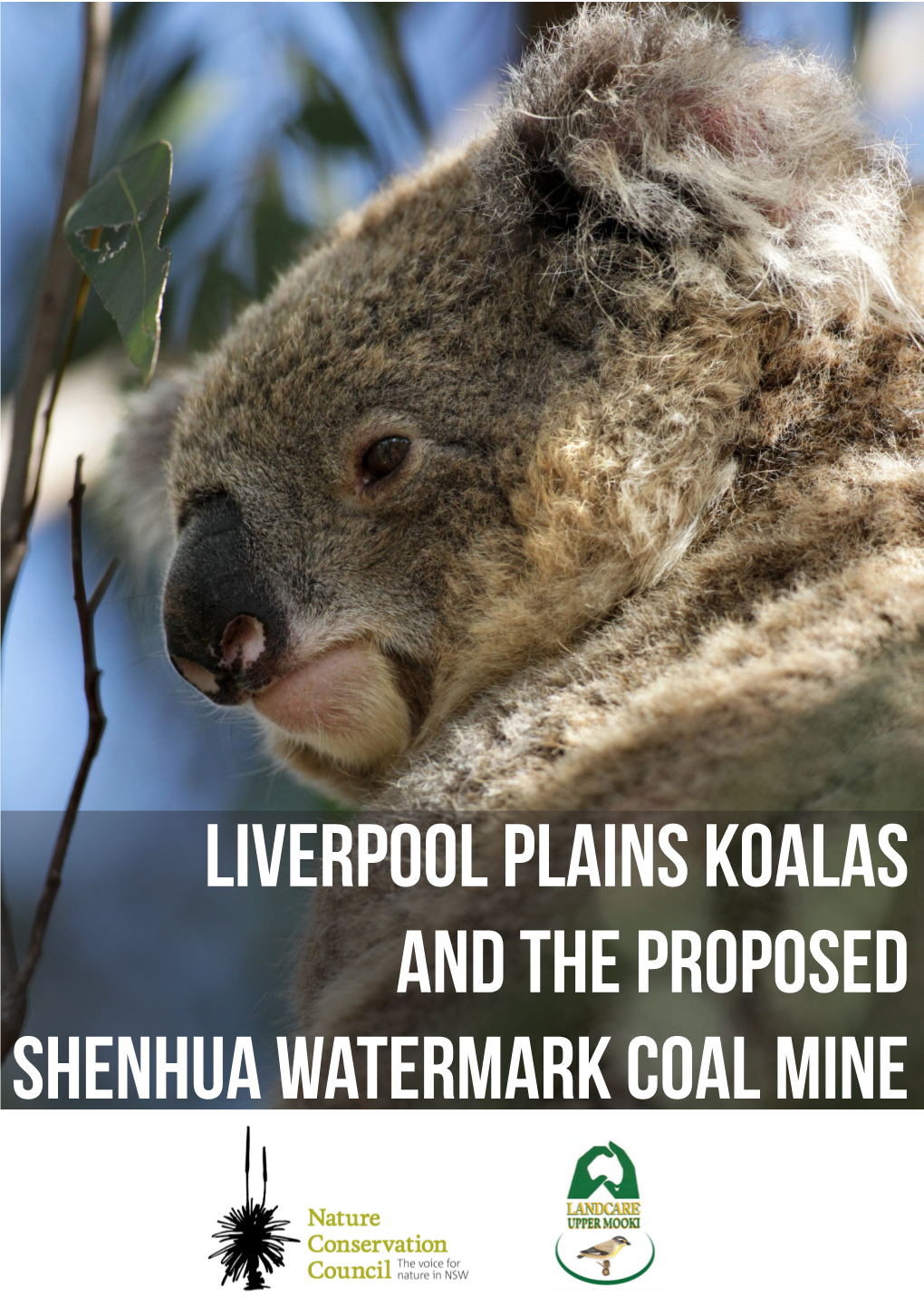 Liverpool Plains Koalas and the Proposed Shenhua Watermark Coal