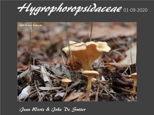 Familie Hygrophoropsidaceae