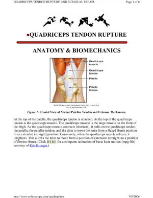 Quadriceps Tendon Rupture Anatomy & Biomechanics