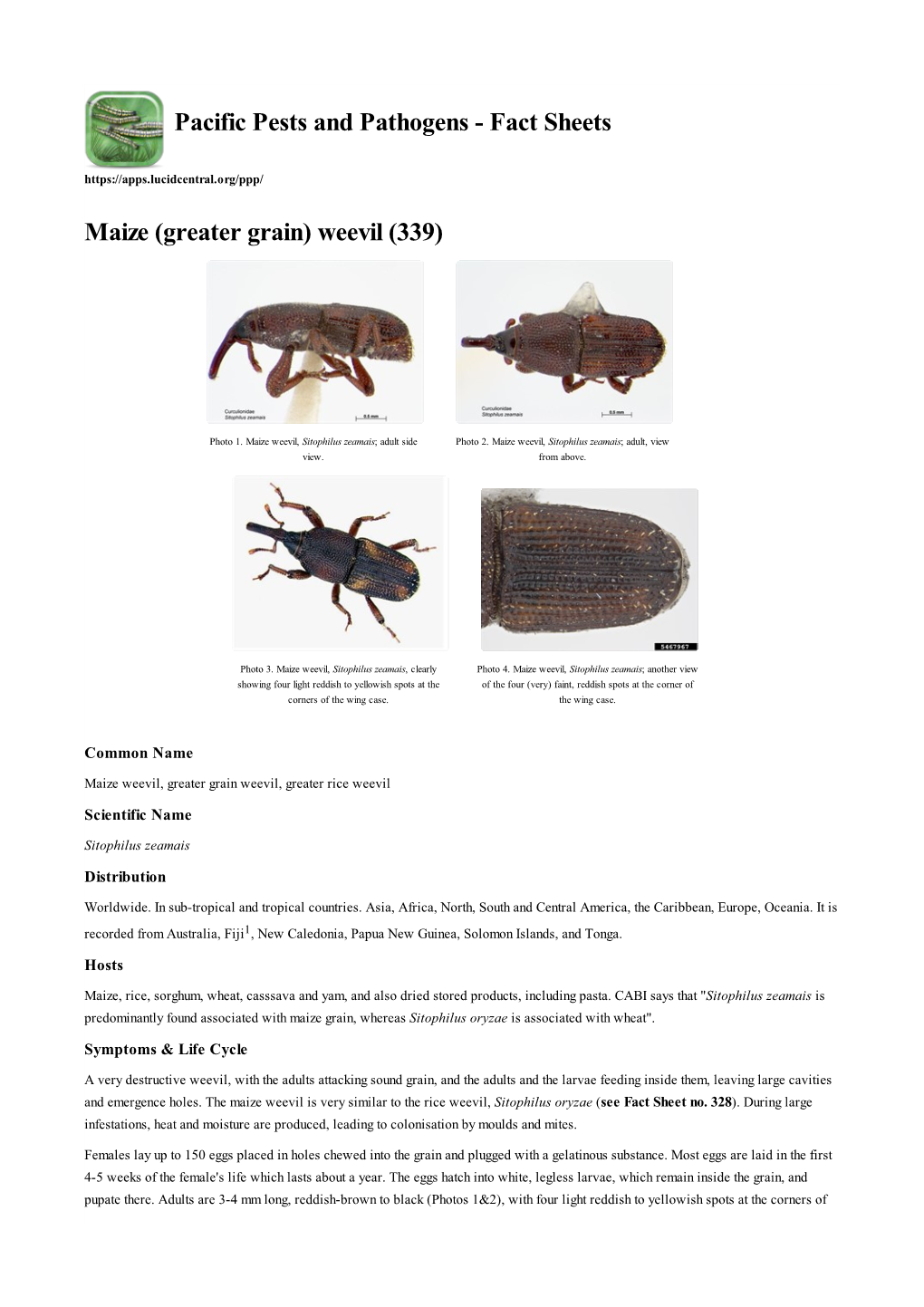 Maize (Greater Grain) Weevil (339)