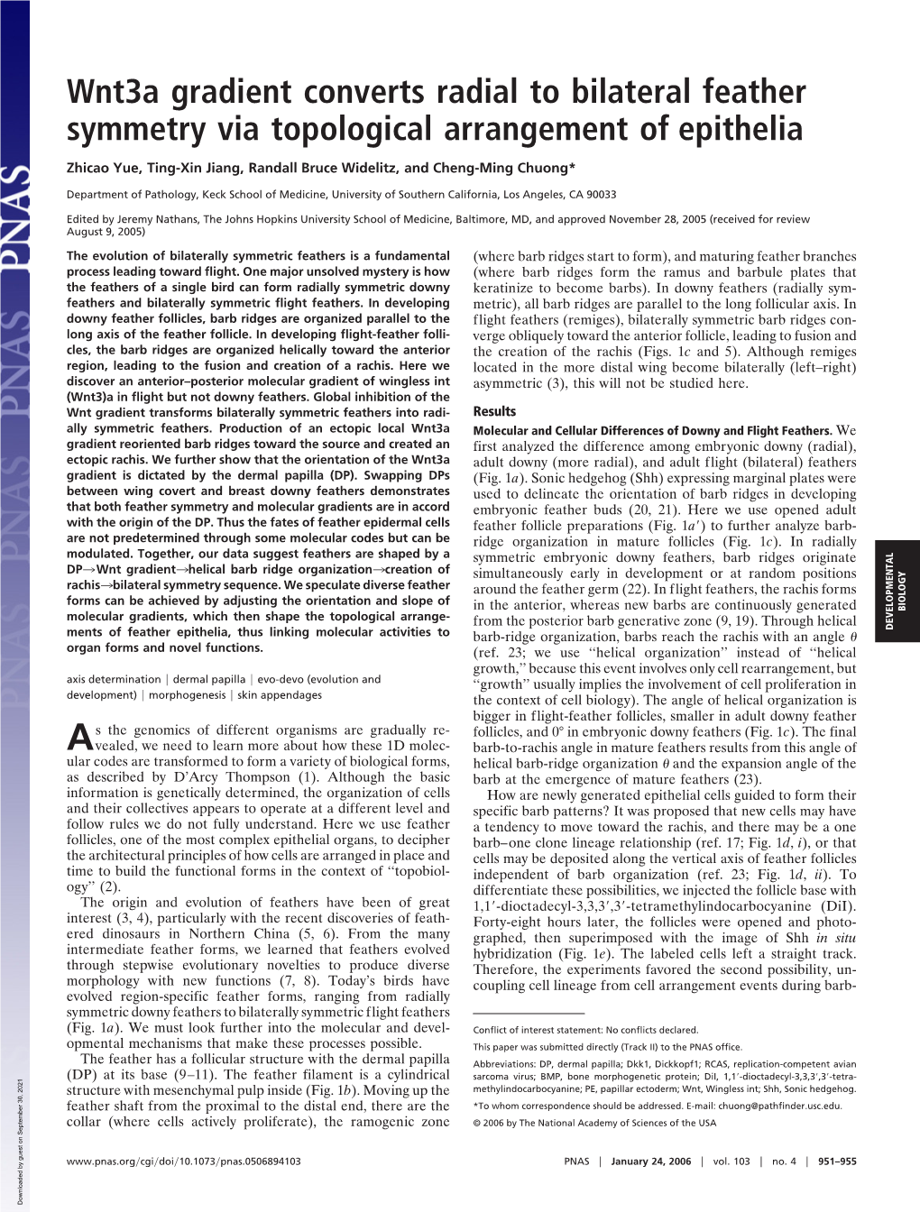 Wnt3a Gradient Converts Radial to Bilateral Feather Symmetry Via Topological Arrangement of Epithelia