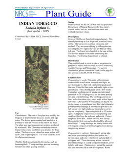 INDIAN TOBACCO Please Consult the PLANTS Web Site and Your State Department of Natural Resources for This Plant’S Lobelia Inflata L