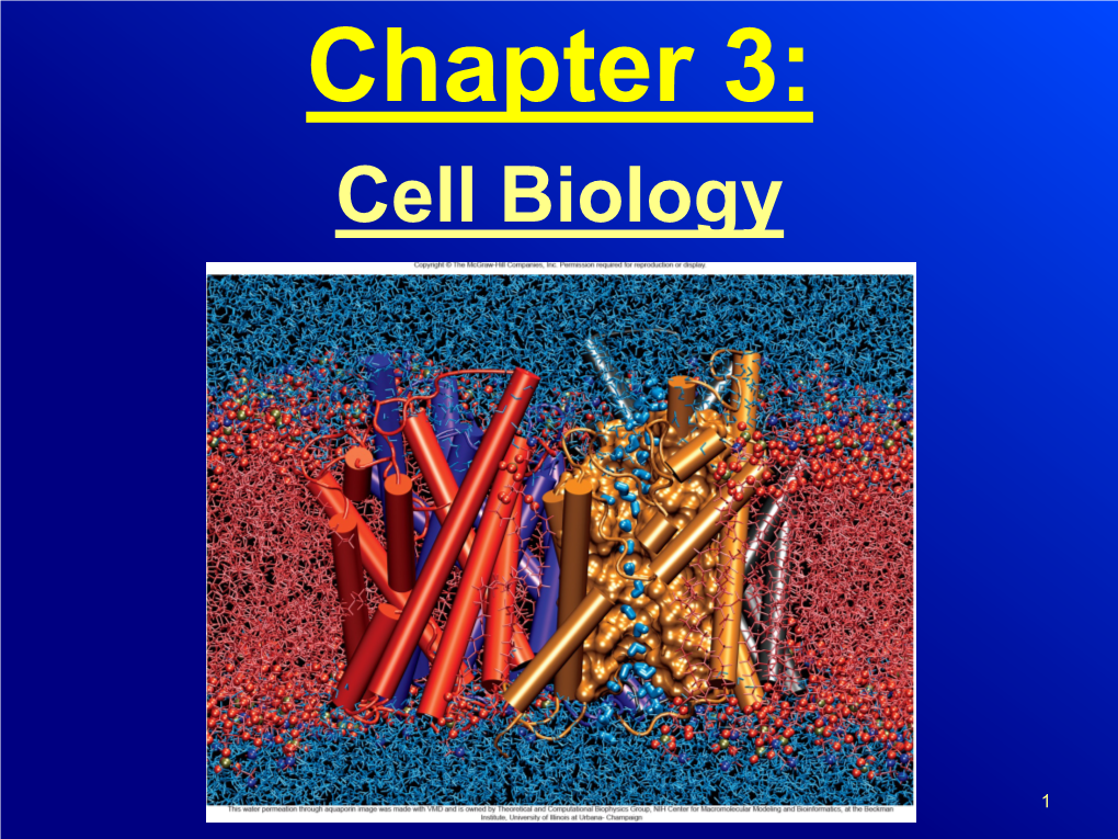 Active Transport Mechanisms