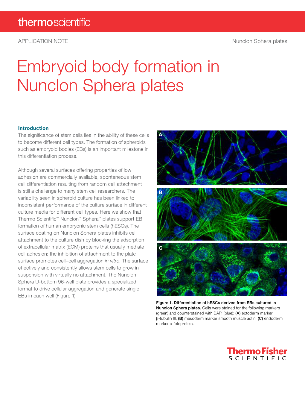 Embryoid Body Formation in Nunclon Sphera Plates