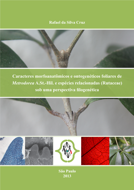 Rutaceae) Sob Uma Perspectiva Filogenética