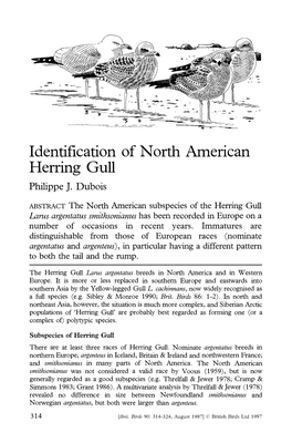 Identification of North American Herring Gull Philippe J