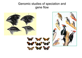 Speciation with Gene Flow Lecture Slides By