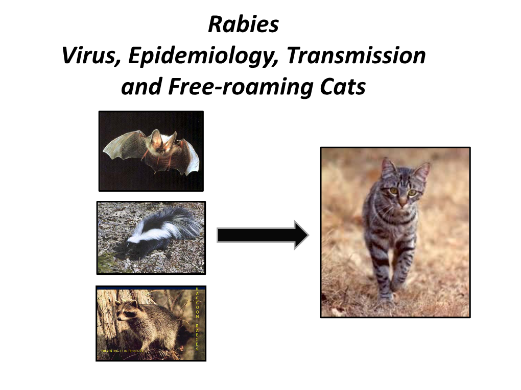 Rabies Virus, Epidemiology, Transmission and Free-Roaming Cats
