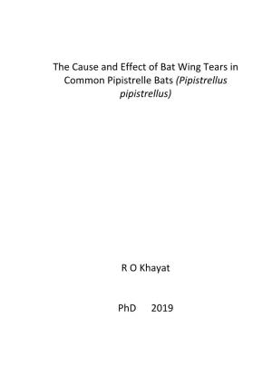 The Cause and Effect of Bat Wing Tears in Common Pipistrelle Bats (Pipistrellus Pipistrellus)