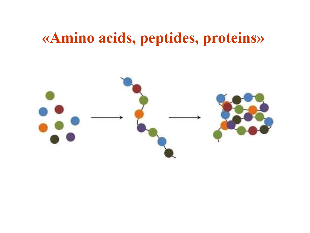 «Amino Acids, Peptides, Proteins» Lecture Plan