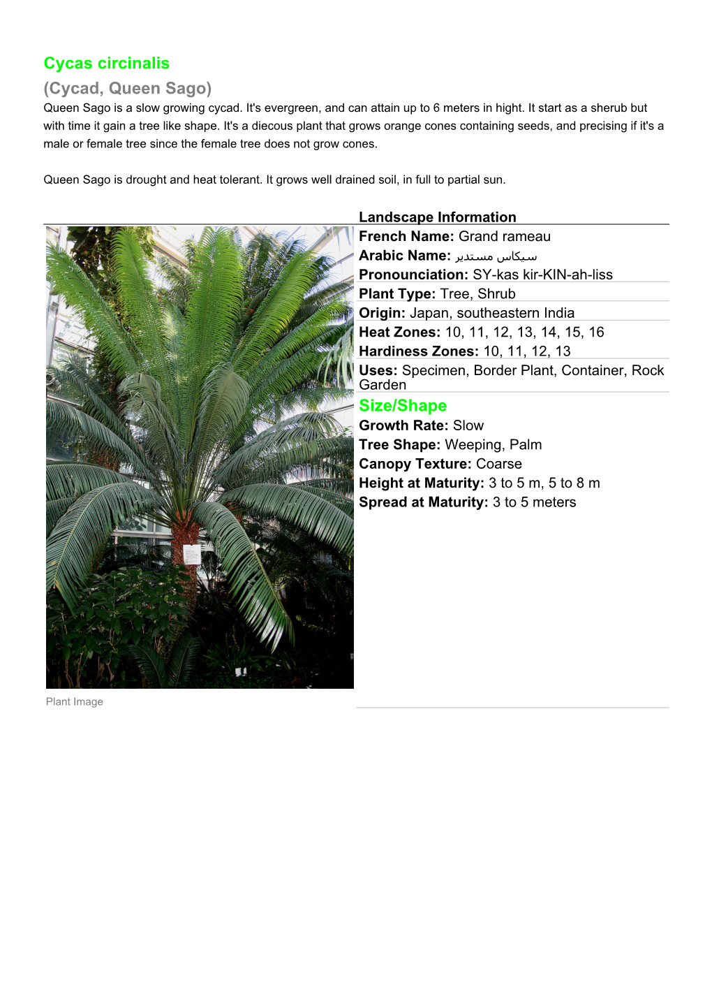 Cycas Circinalis (Cycad, Queen Sago) Queen Sago Is a Slow Growing Cycad