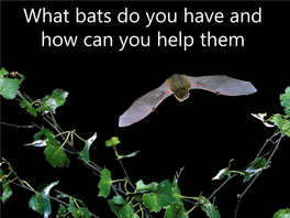 What Bats Do You Have and How Can You Help Them • About British Bats