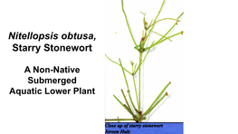Nitellopsis Obtusa, Starry Stonewort