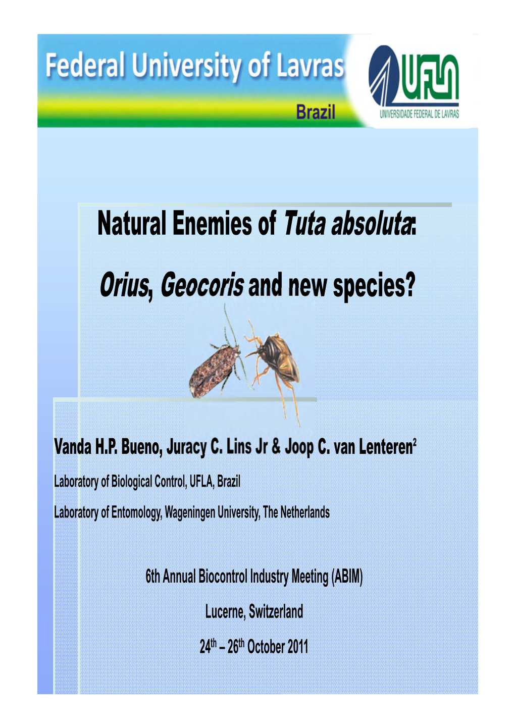 Natural Enemies of Tuta Absoluta : Orius, Geocoris and New Species?