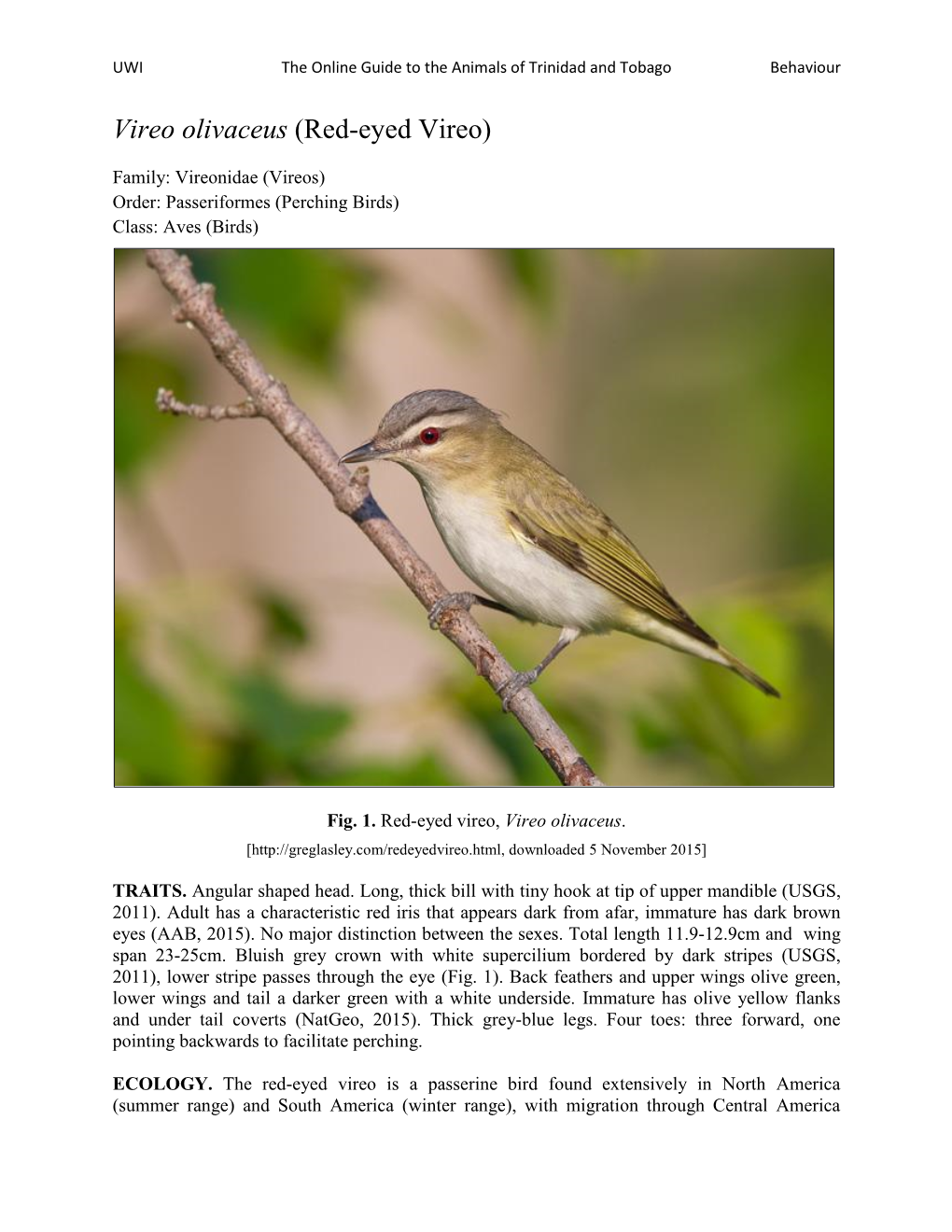 Red-Eyed Vireo)