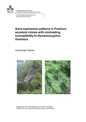 Gene Expression Patterns in Fraxinus Excelsior Clones with Contrasting Susceptibility to Hymenoscyphus Fraxineus