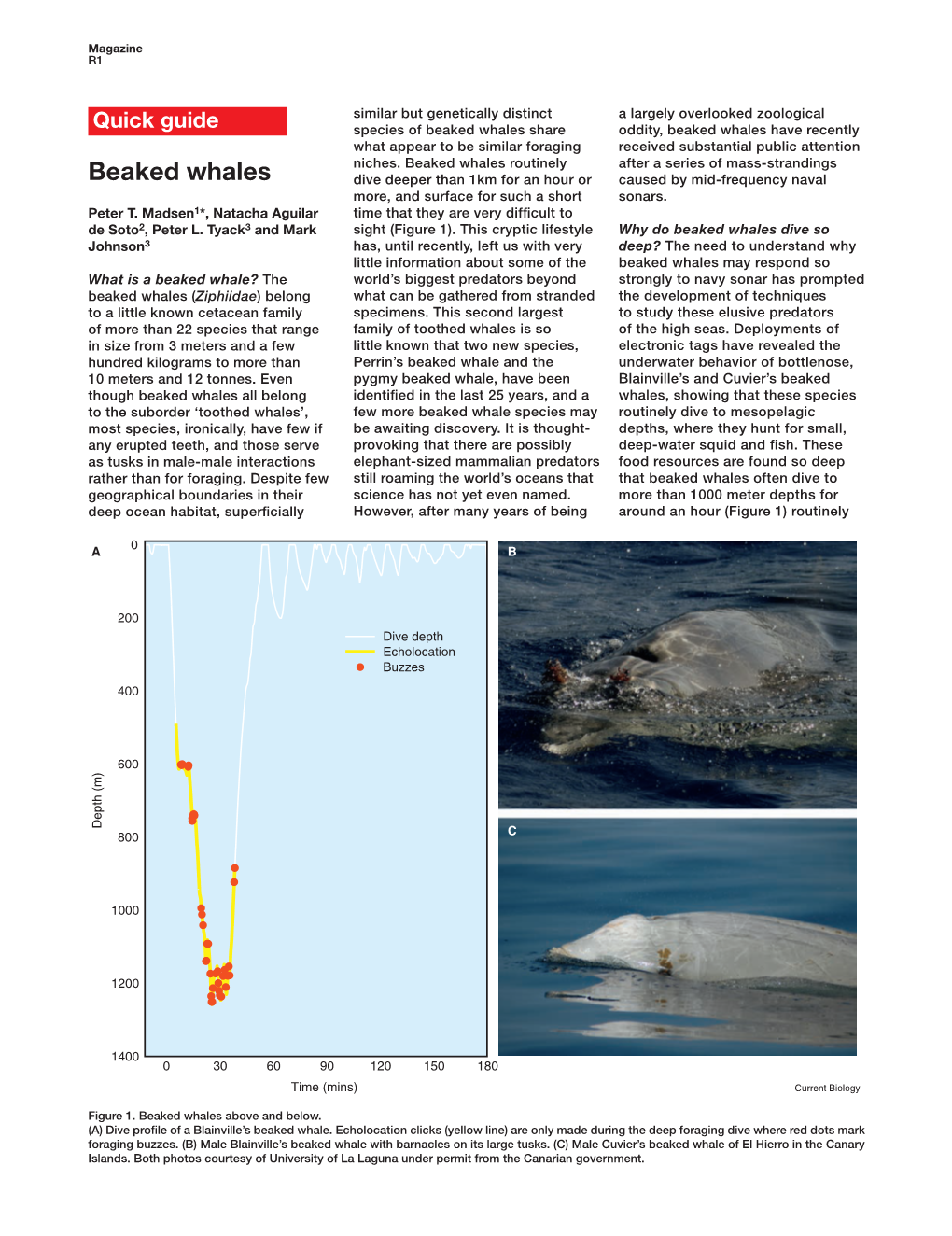 Beaked Whales Share Oddity, Beaked Whales Have Recently What Appear to Be Similar Foraging Received Substantial Public Attention Niches