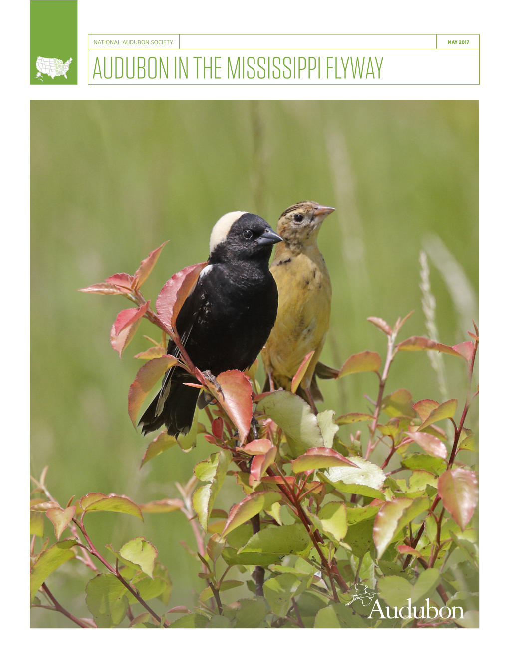 Audubon in the Mississippi Flyway the Mississippi Flyway Page 1 May 2017 Mississippi Flyway: Working for Birds & People