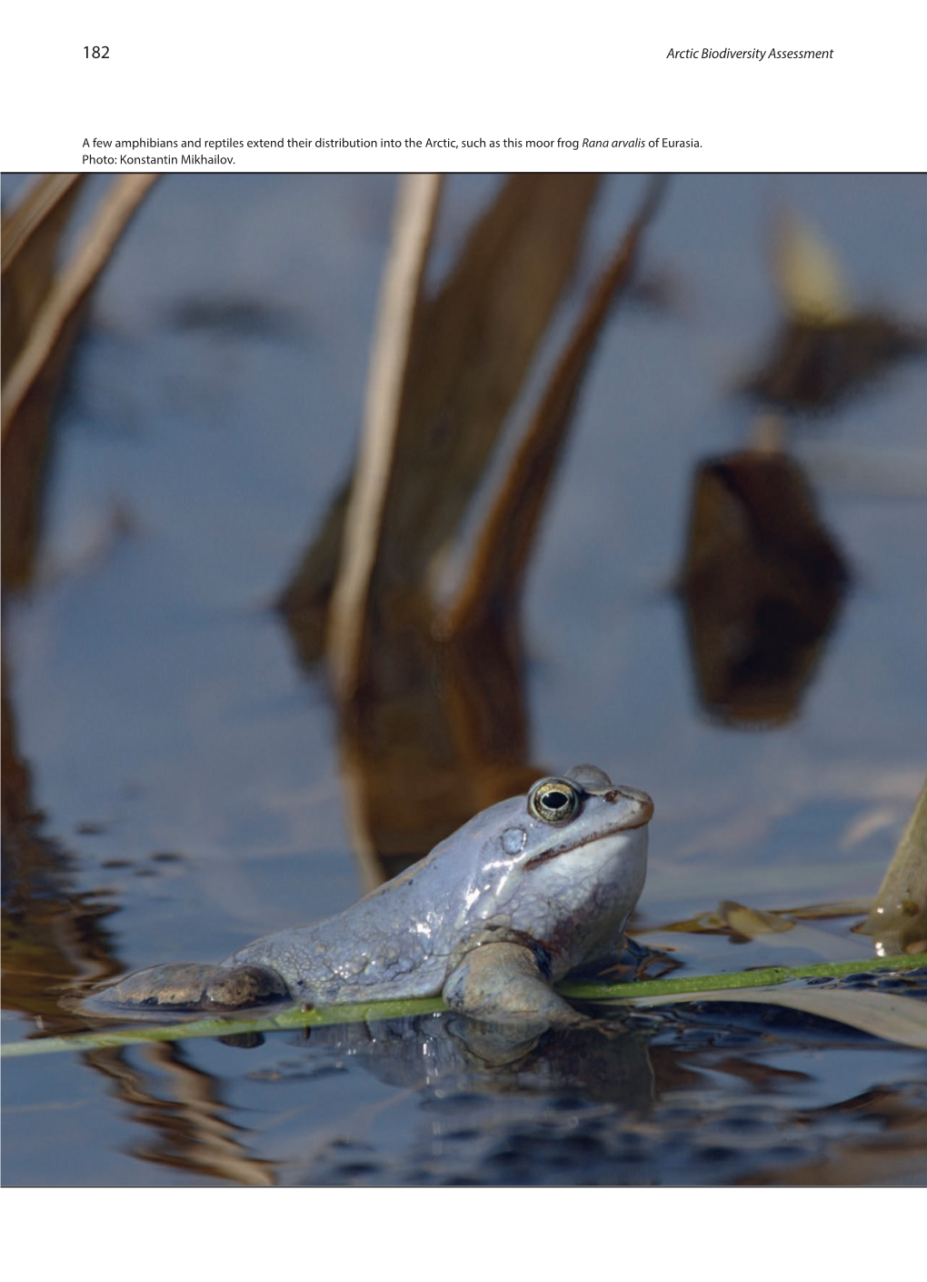 Arctic Biodiversity Assessment