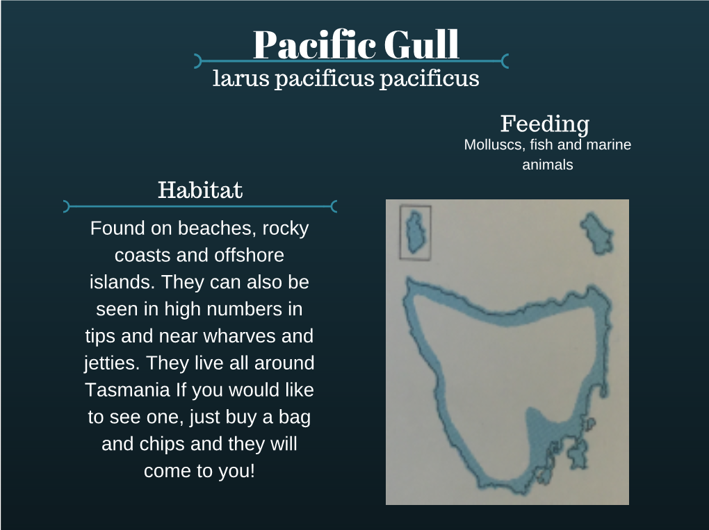 Pacific Gull Larus Pacificus Pacificus