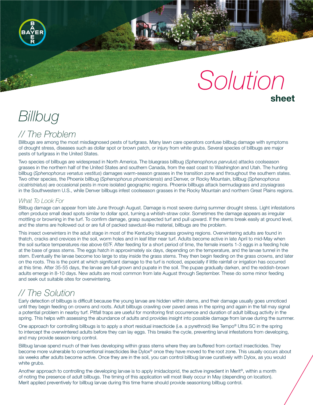 Billbug Solution Sheet