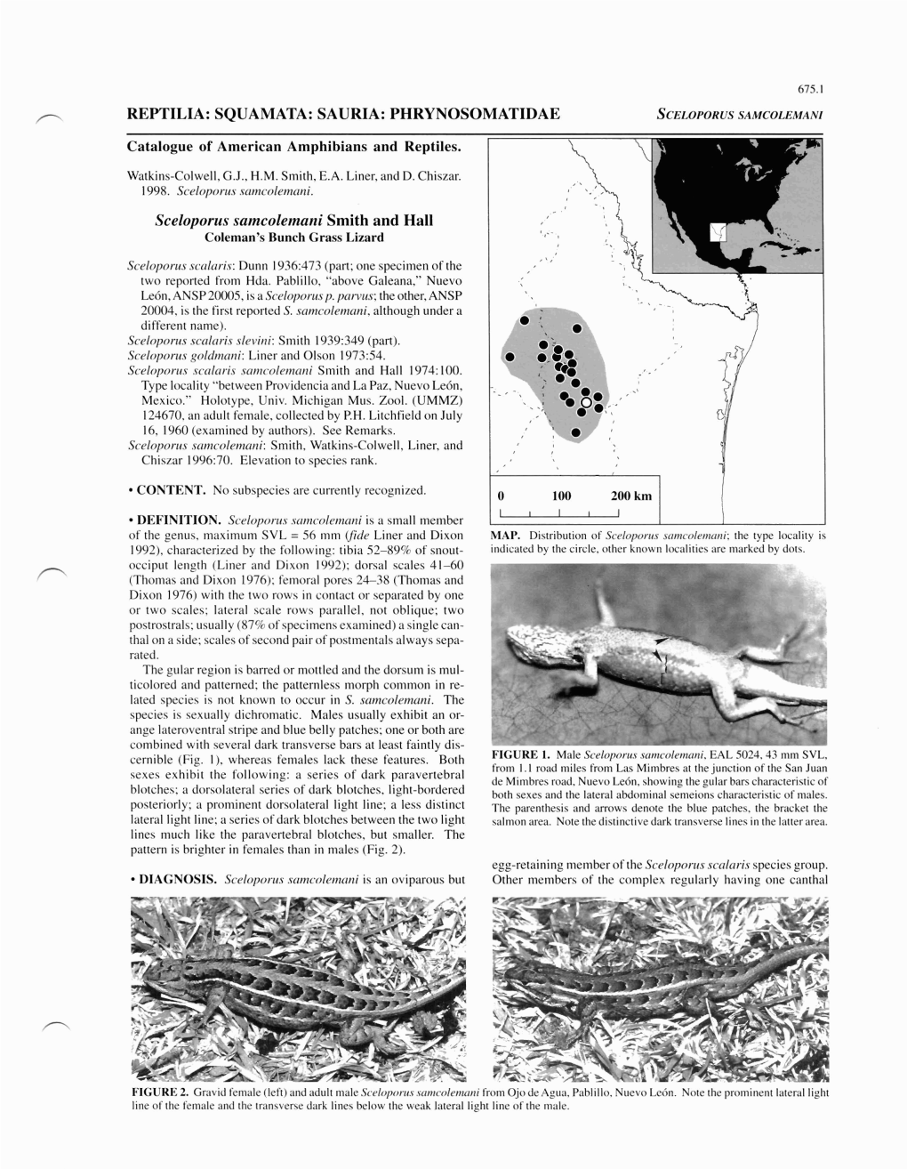 REPTILIA: SQUAMATA: SAURIA: PHRYNOSOMATIDAE SCELOPORUSSAMCOLEMANI Catalogue of American Amphibians and Reptiles