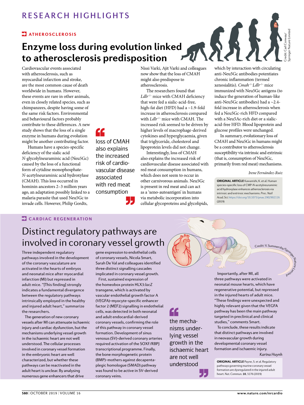 Enzyme Loss During Evolution Linked to Atherosclerosis Predisposition